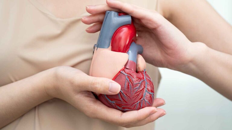 Person holding a heart model demonstrating cardiovascular technology